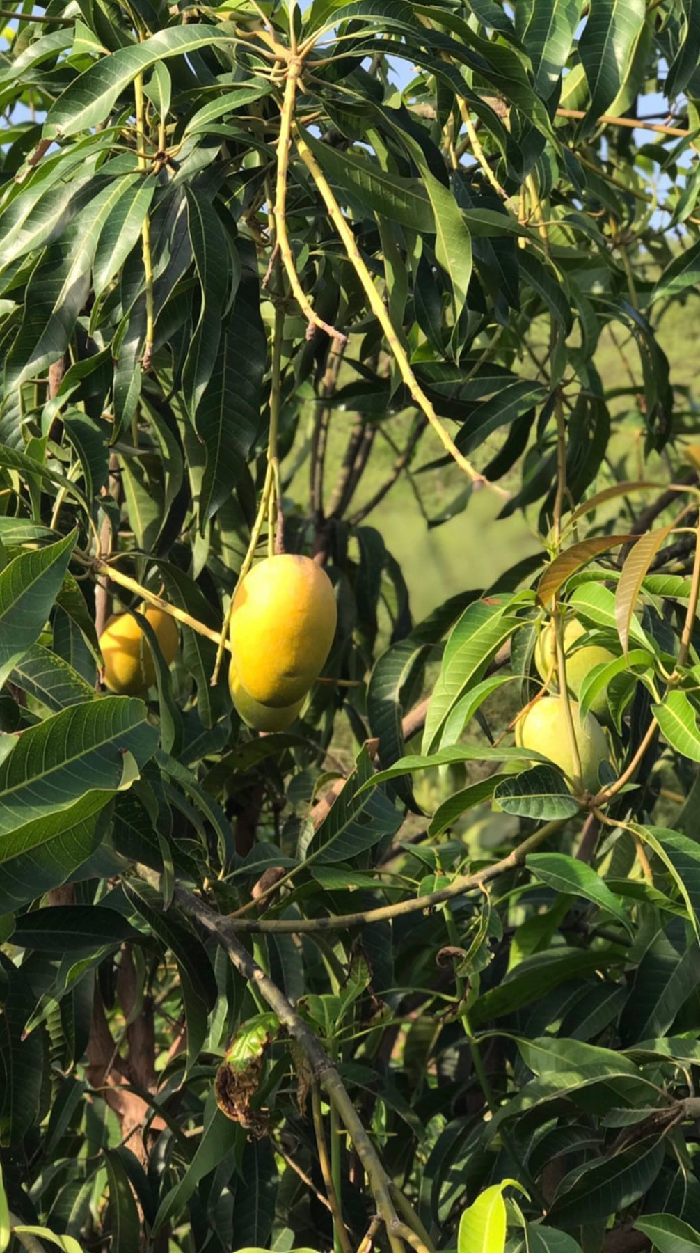 Kesar Mango box_Export quality | 10kg