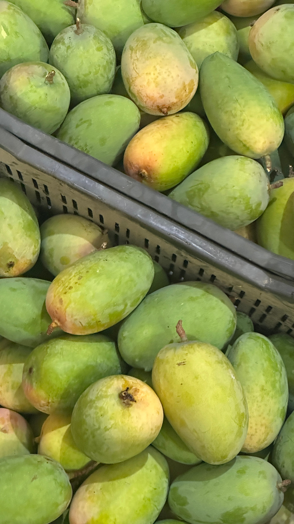 Kesar Mango box_Export quality | 10kg